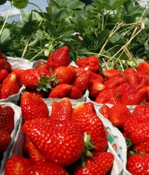 Краснодарские фрукты в Москве