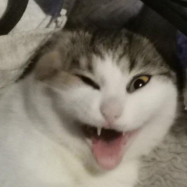 с котом по жизни вдвоем