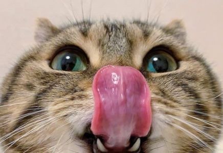 Мир милых котиков