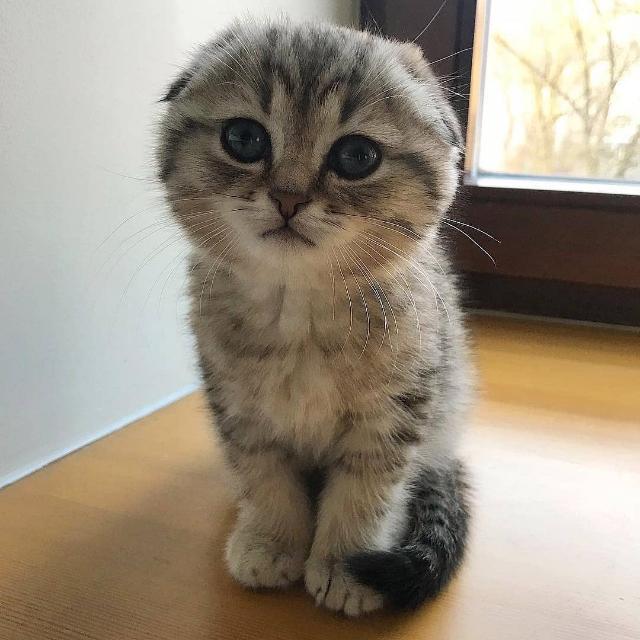 👑ЦИТАТЫ👑МуЗыКа👑ВИДЕО