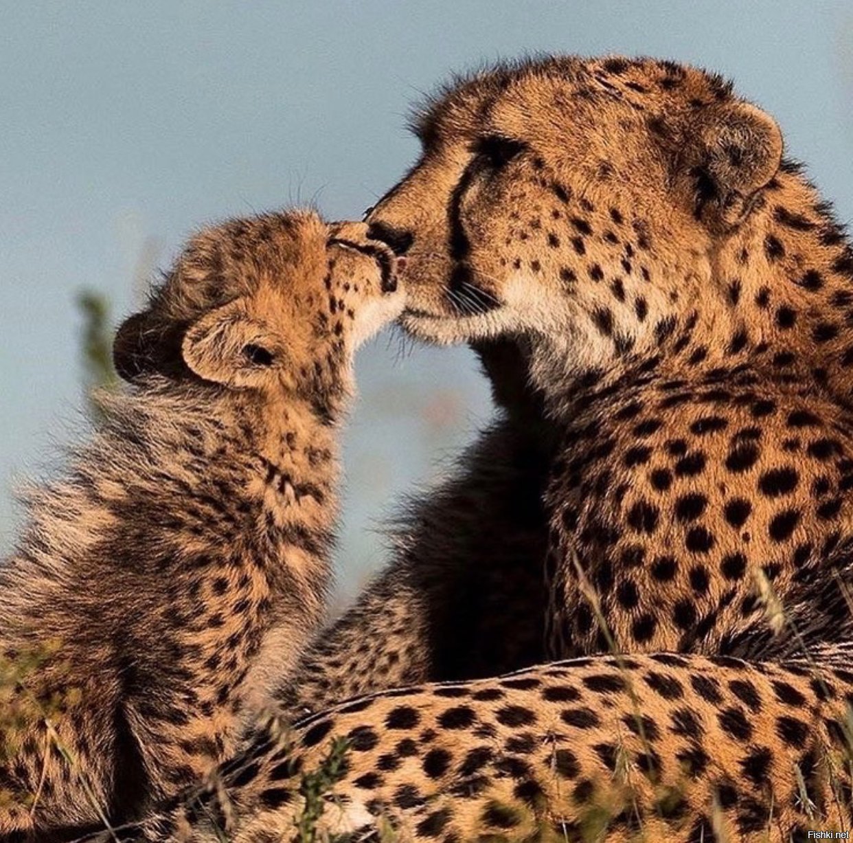 Мир животных