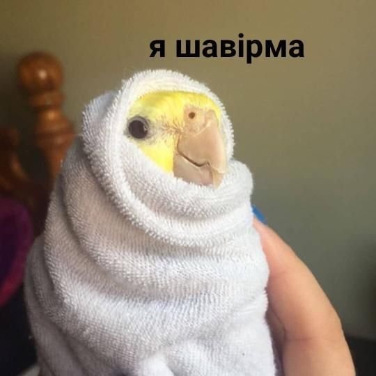 Мемы для переговоров