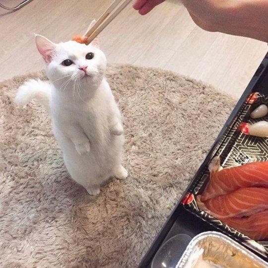 Котюнчики 🐈🌼