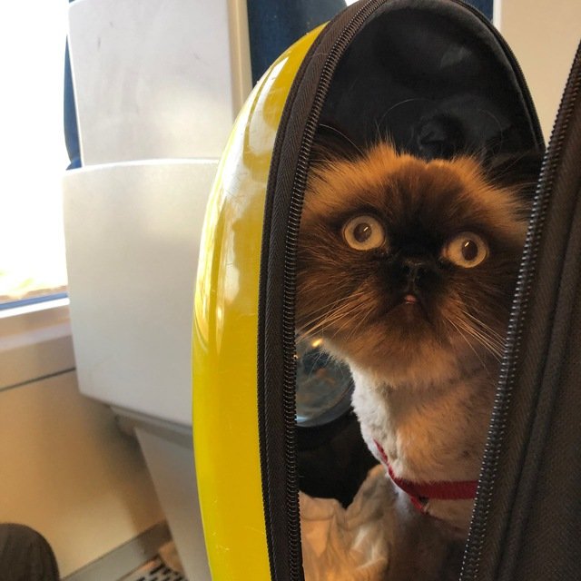 Люди Х в Чехии