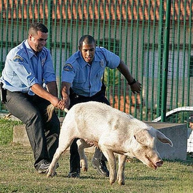 Приколы#Видео#Гифки#