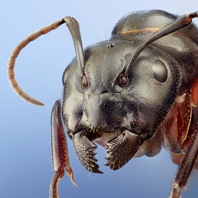 Насекомые-убийцы