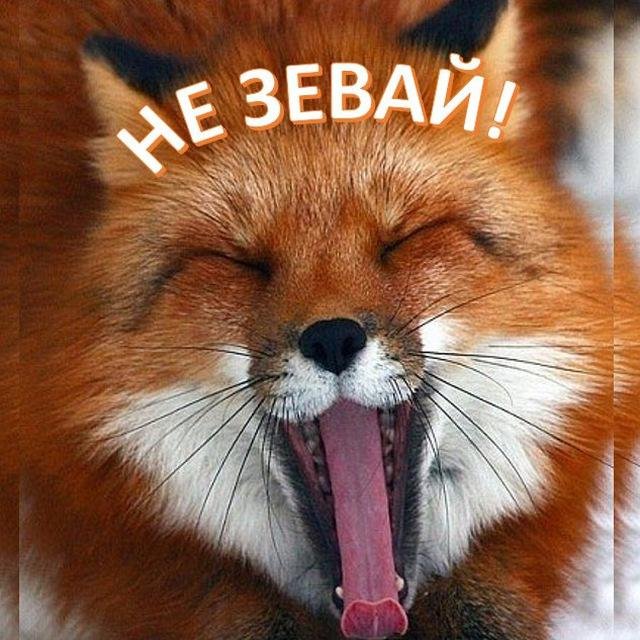 Не зевай!