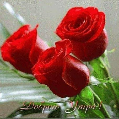 Купи/Продай/Отдай