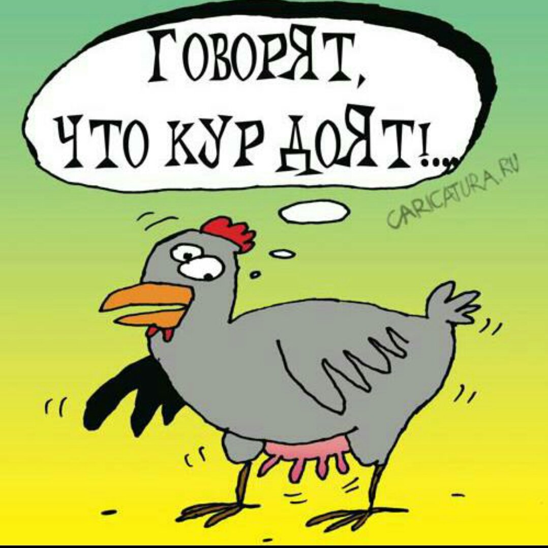 Говорят,кур доят...🐔