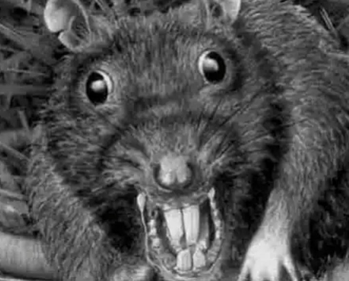 🐀Г🅿️УППА К🅿️ЫС🐁