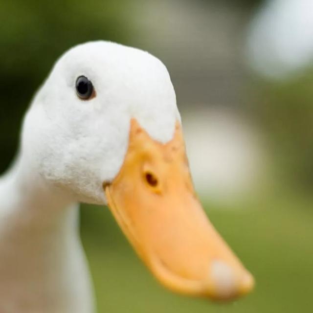 ПРОДУКТЫ ИЗ ДЕРЕВНИ 🏡🌲🍒🥒🥩