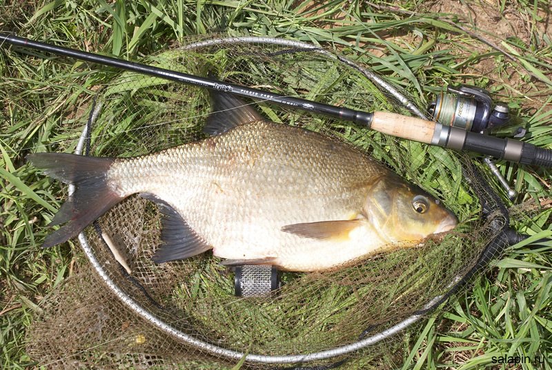 Союз Фидеристов