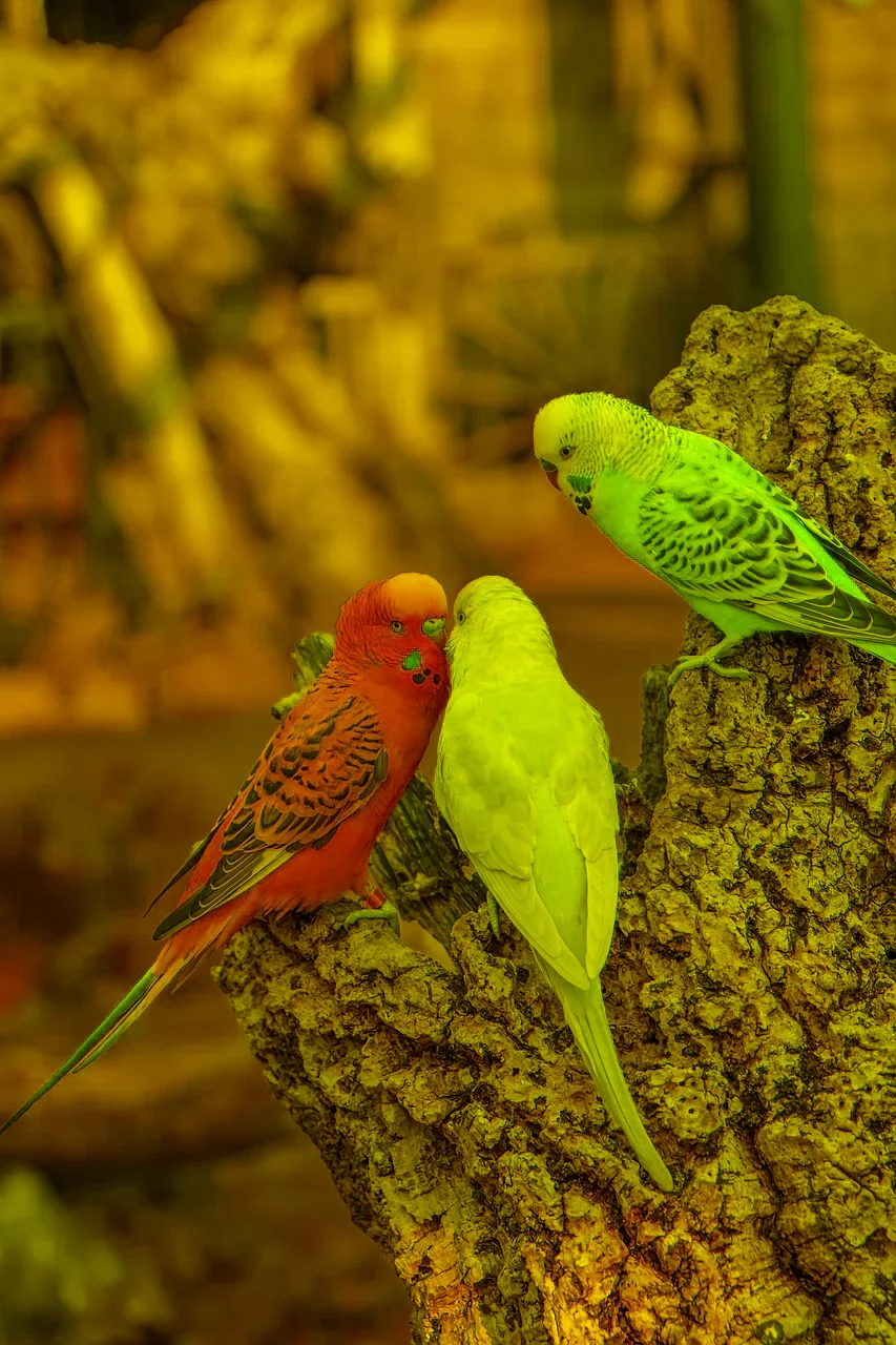 Любимые попугайчики