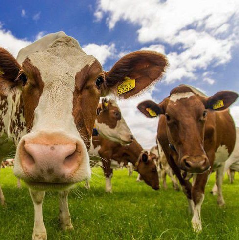 Коровья зона