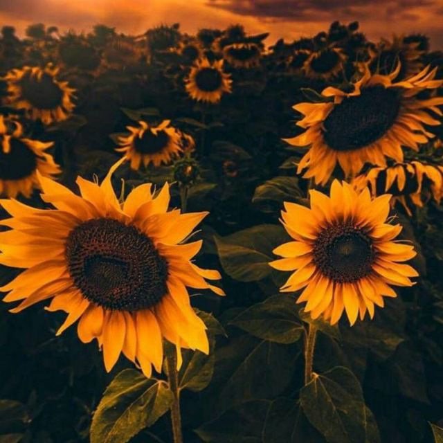 Пустые кофейные чашки