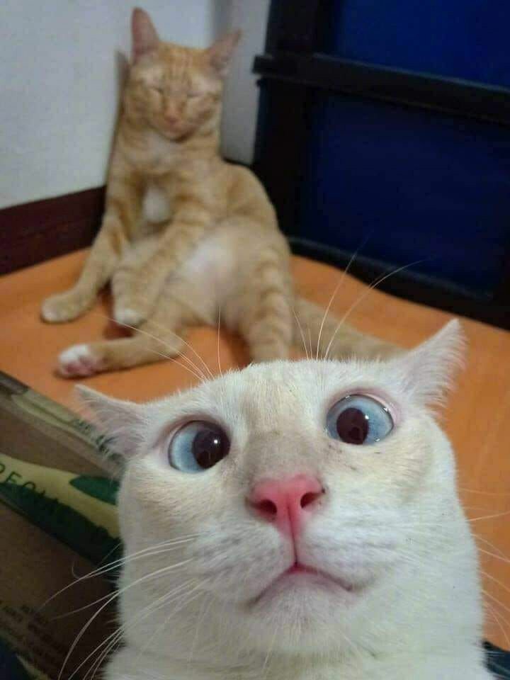 Тарахтелка