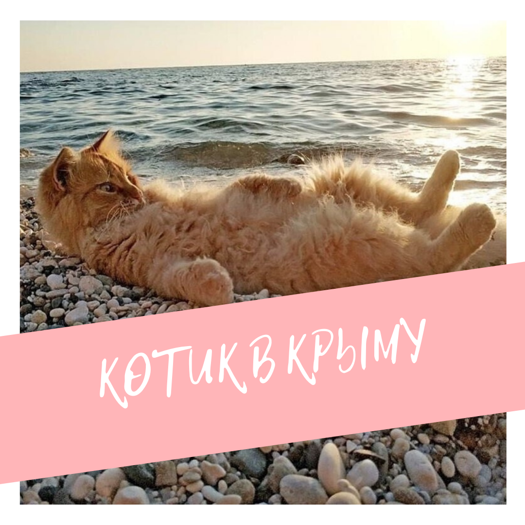 Котик в Крыму