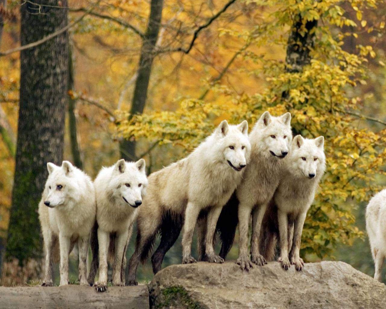 🐾Lune🐾Wolf🐾