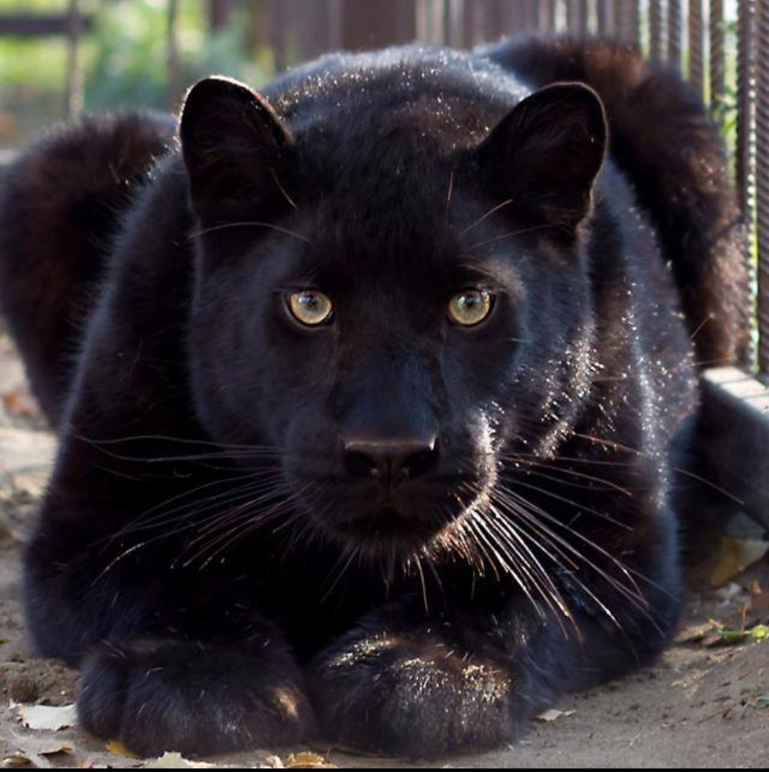 Видео и фото 18+ без чата❌