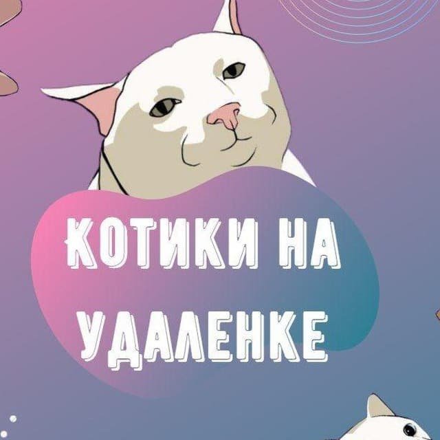 Котики на удаленке