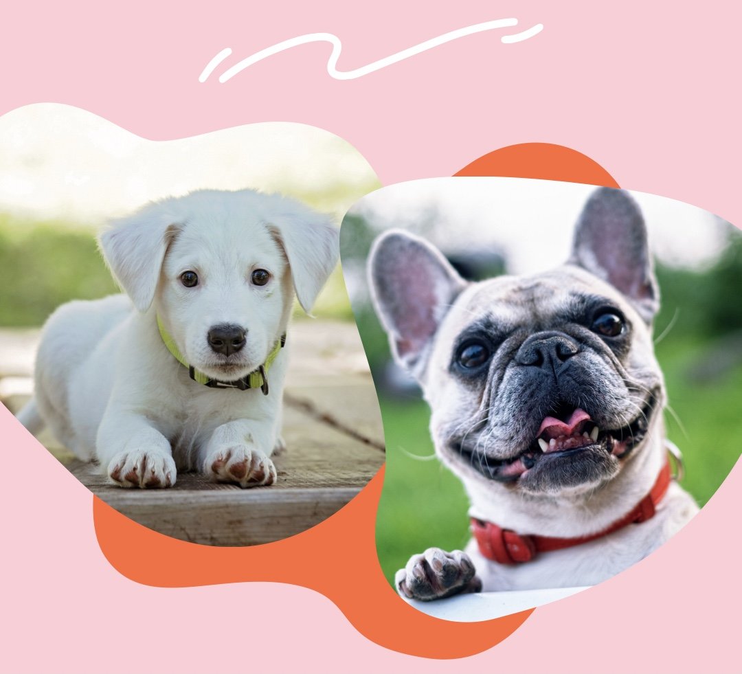 •ᴥ•ПИТОМЦЫ^•ﻌ•^LOST PETS 🐾