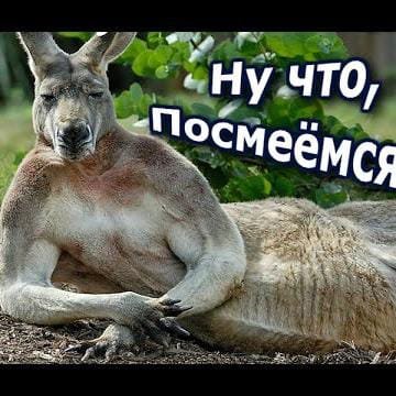 🙋🏻‍♂️😁ЮМОР💿📹📸 В ТРЕНДЕ🙋🏻‍♂️🤝🏻🤣