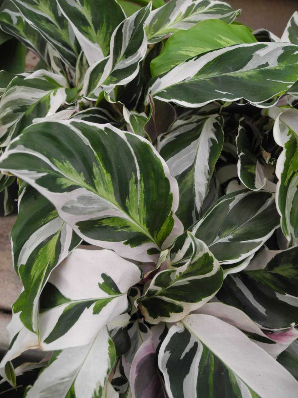 Цветочный базар