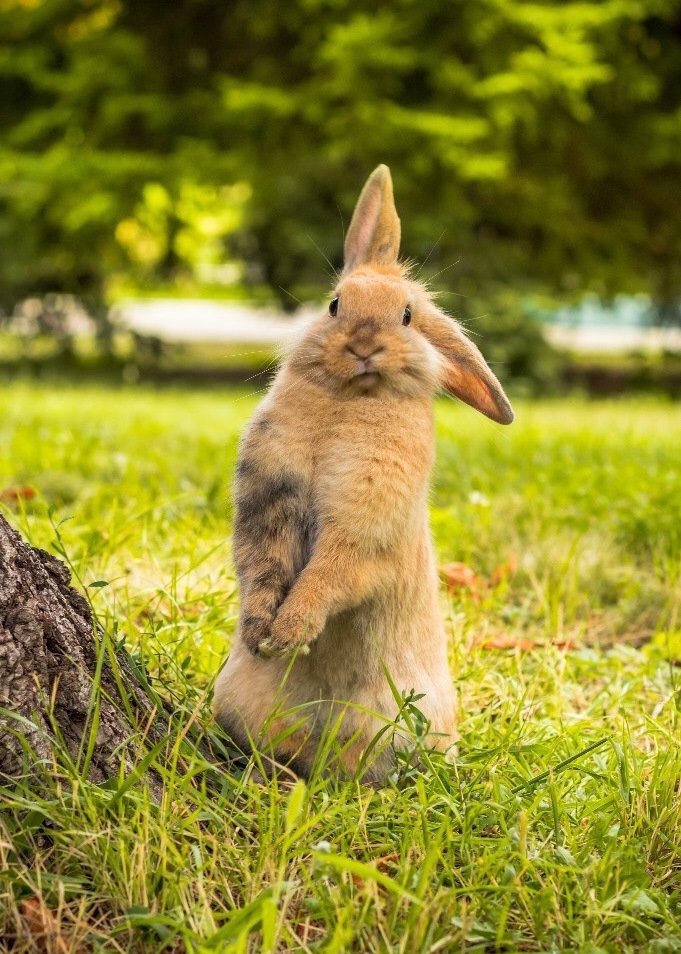 Мир Дружба Жвачка