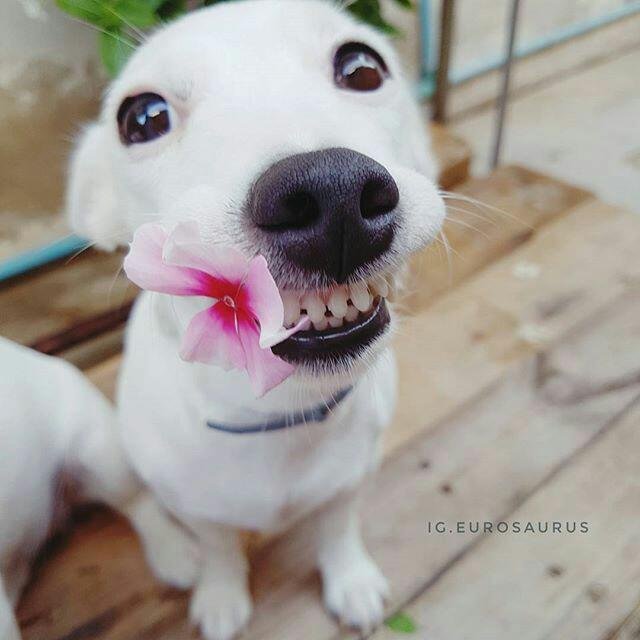 Смех не грех