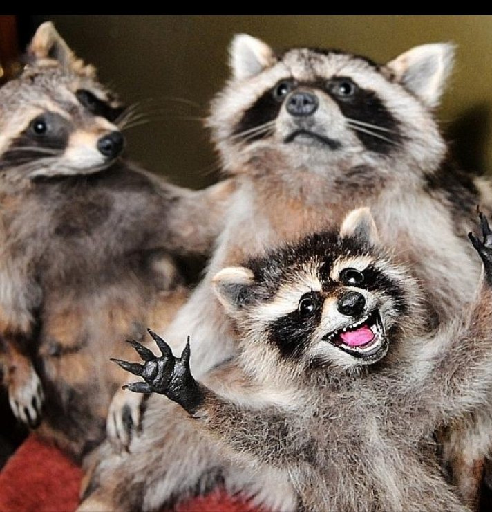 СумаСшедшие Еноты