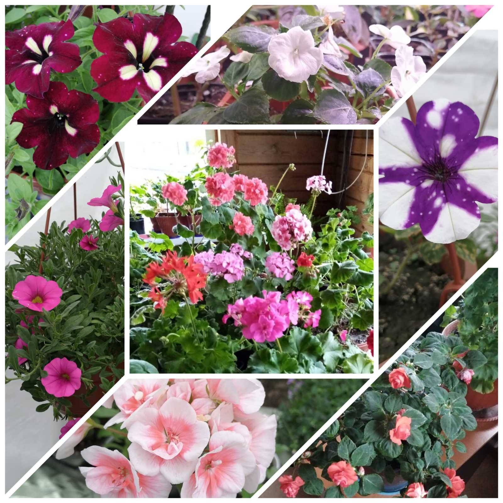 Рассада, Иркутск