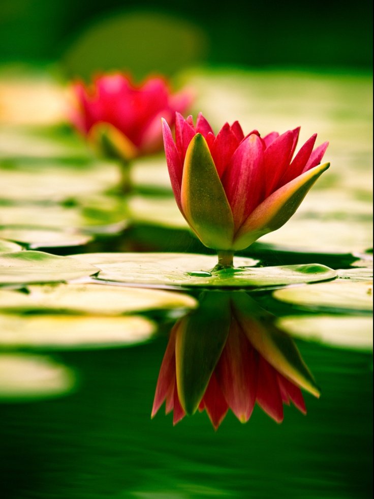 Психологическая поддержка