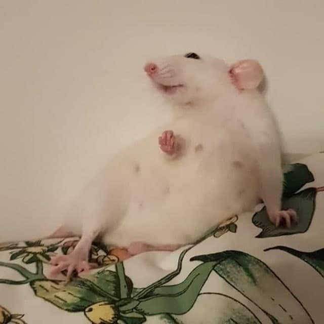 крысиный ларёк 🐁