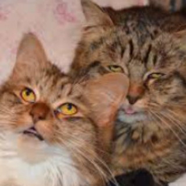 Ежедневный утренний кот