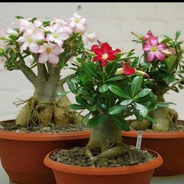 Адениум чат