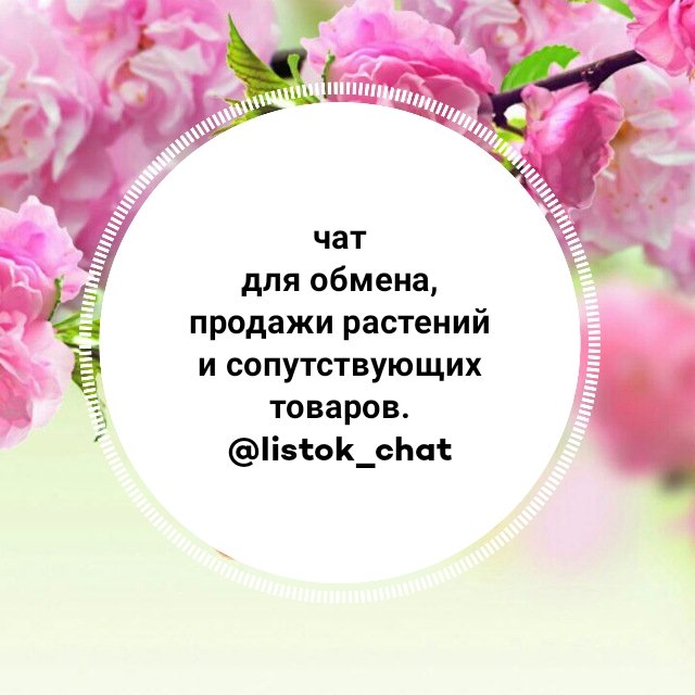 ОБМЕН РАСТЕНИЯМИ