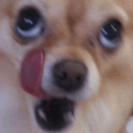 🍗Приют 🥩для 🥗 собак🥐