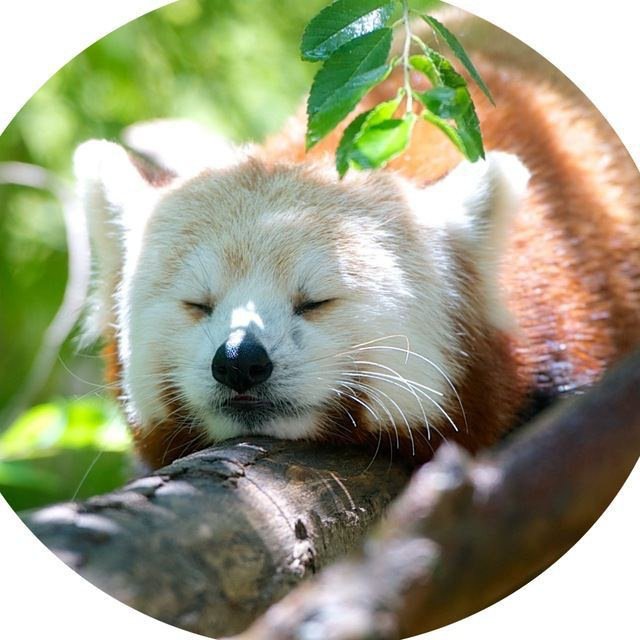 Палата Черчилля