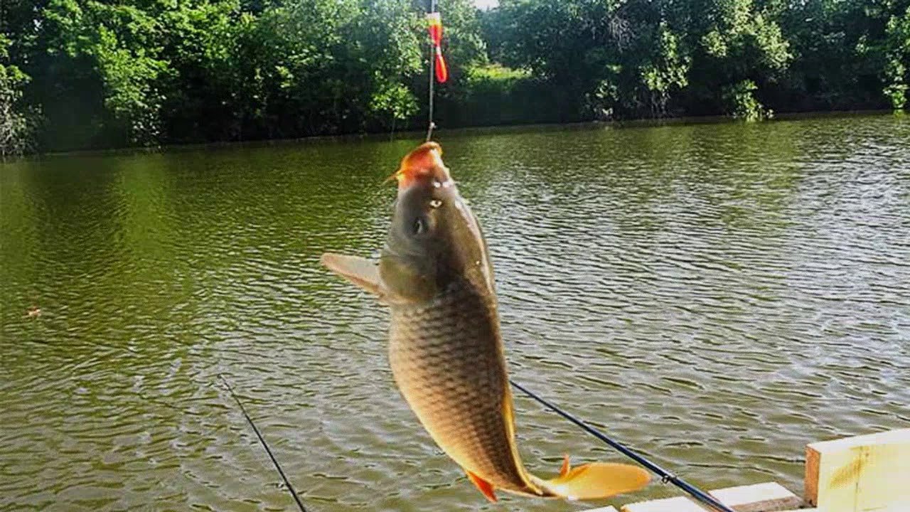 Рыбалка по Ростовской области