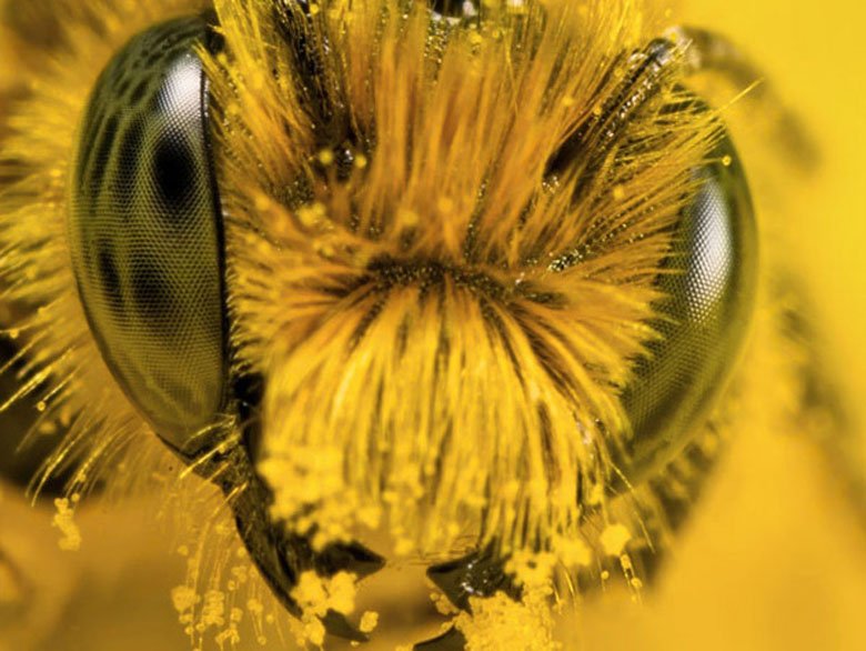 ПЧЕЛОВОДСТВО РОСТОВСКОЙ ОБЛАСТИ