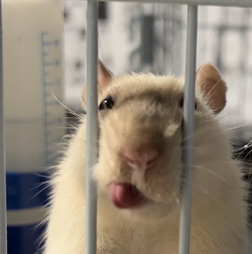 Крысиные мысли