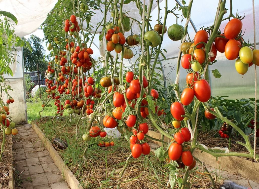 🍓Садоводы-любители🍅🥒