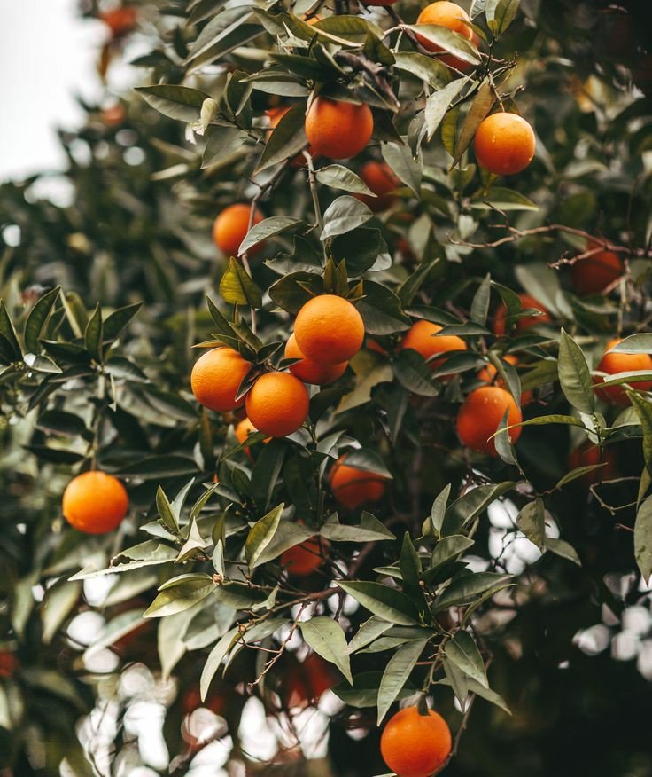 Обитель Апельсинового Дерева