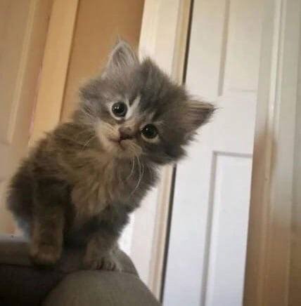 💗хочу кушац. подвал💗