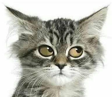 Анекдоты Омар | 😇 | 😈 |