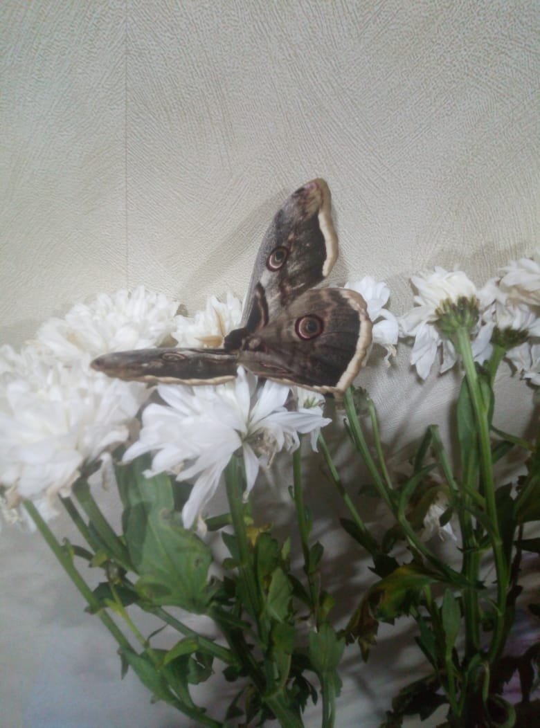 Просто для общения