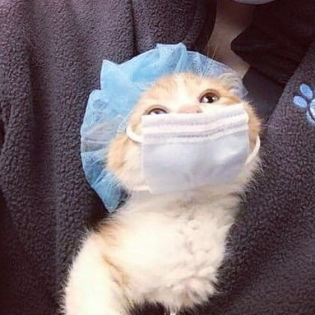 Три мема внутривенно