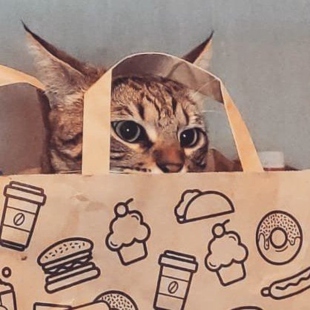 Будни кипрского кота: фриланс, арт и жизнь под солнцем