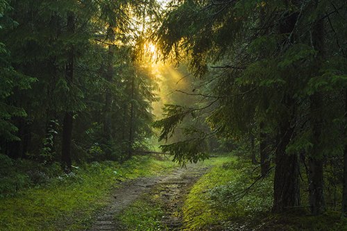 Его Величество Лес