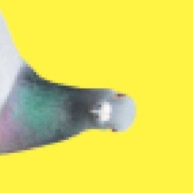 Душный голубь